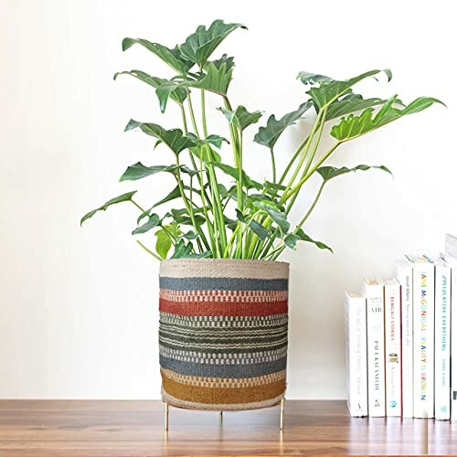 A potted plant with large green leaves on a table next to a row of books.